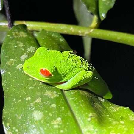 The Frog House Apartment La Fortuna Ngoại thất bức ảnh