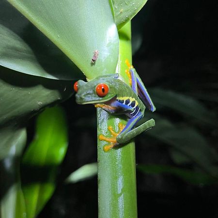 The Frog House Apartment La Fortuna Ngoại thất bức ảnh