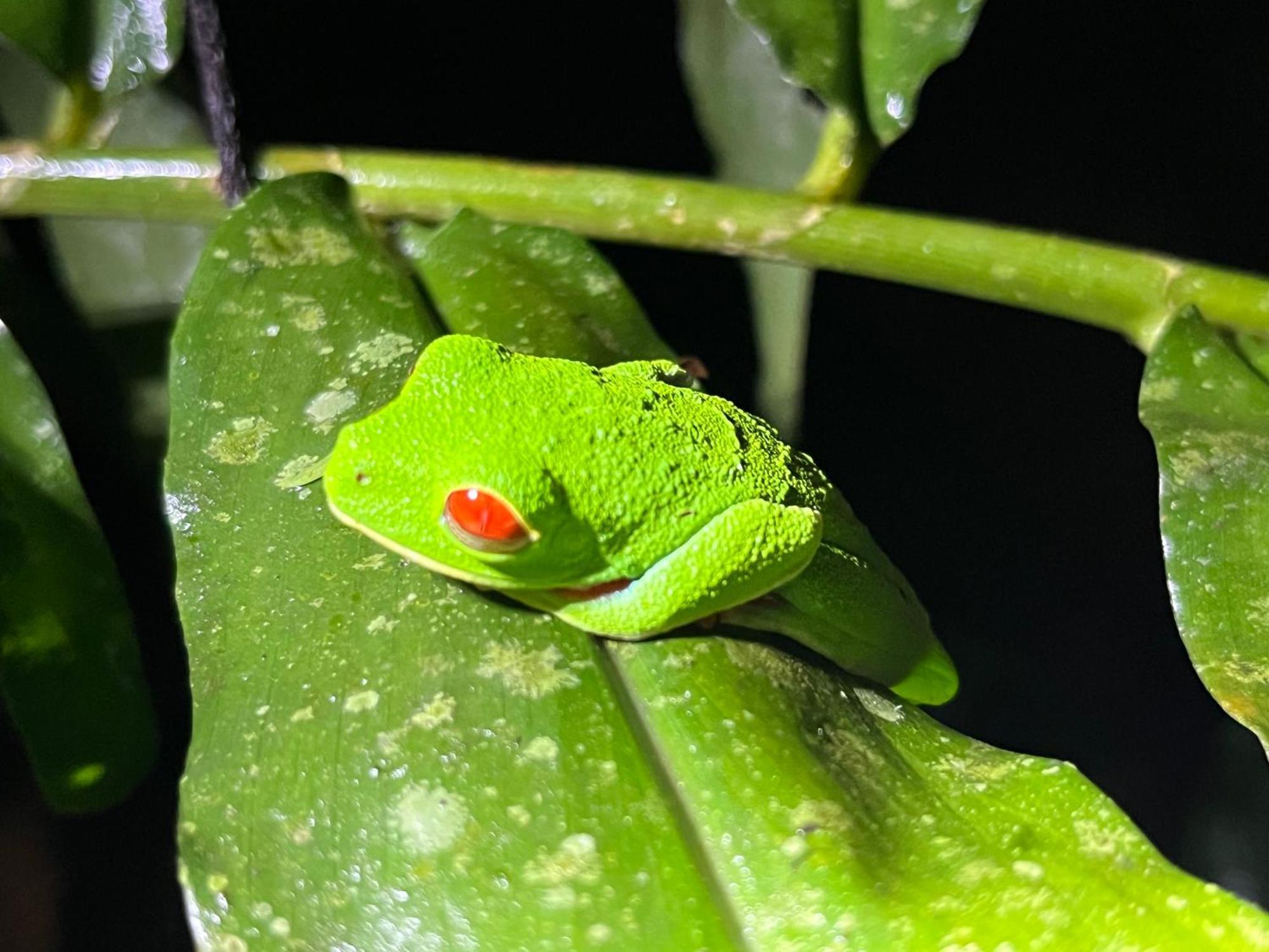 The Frog House Apartment La Fortuna Ngoại thất bức ảnh