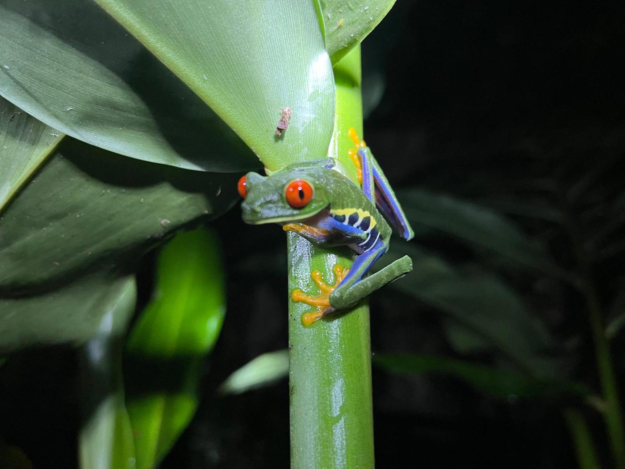 The Frog House Apartment La Fortuna Ngoại thất bức ảnh