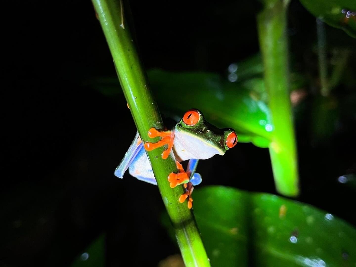 The Frog House Apartment La Fortuna Ngoại thất bức ảnh